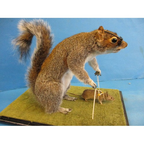 263 - A taxidermy squirrel in glazed case, mounted as a blind squirrel taking a mouse for a walk. The work... 