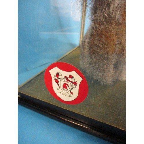 263 - A taxidermy squirrel in glazed case, mounted as a blind squirrel taking a mouse for a walk. The work... 