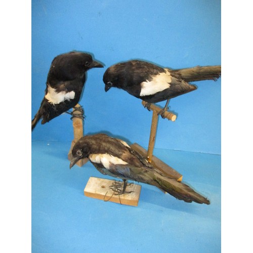 264 - Three vintage taxidermy Magpie on wood bases, having some minor age related ware and dust