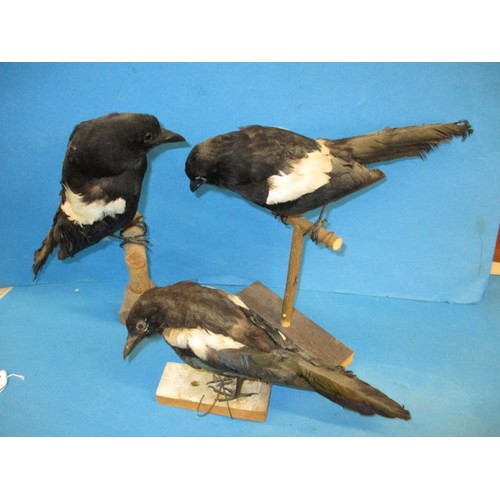 264 - Three vintage taxidermy Magpie on wood bases, having some minor age related ware and dust