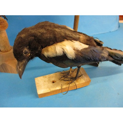 264 - Three vintage taxidermy Magpie on wood bases, having some minor age related ware and dust