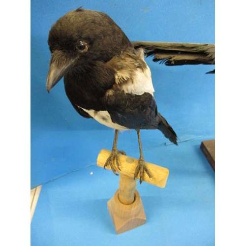 264 - Three vintage taxidermy Magpie on wood bases, having some minor age related ware and dust