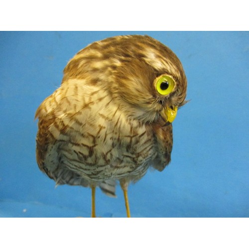 266 - A vintage taxidermy Kestrel mounted on turned wood pedestal, The work of taxidermist John Brunt, in ... 