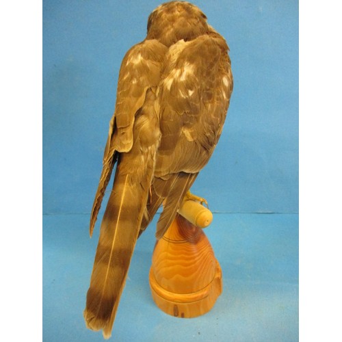 266 - A vintage taxidermy Kestrel mounted on turned wood pedestal, The work of taxidermist John Brunt, in ... 