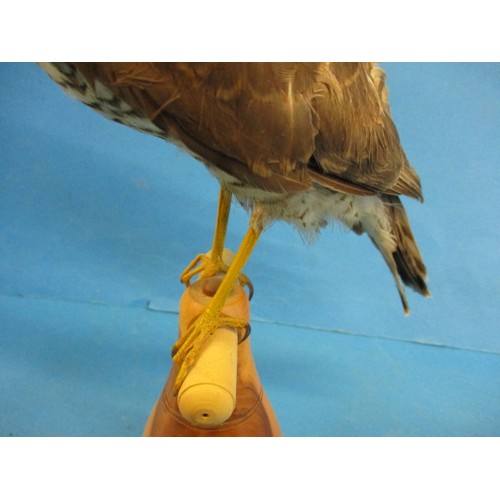 266 - A vintage taxidermy Kestrel mounted on turned wood pedestal, The work of taxidermist John Brunt, in ... 