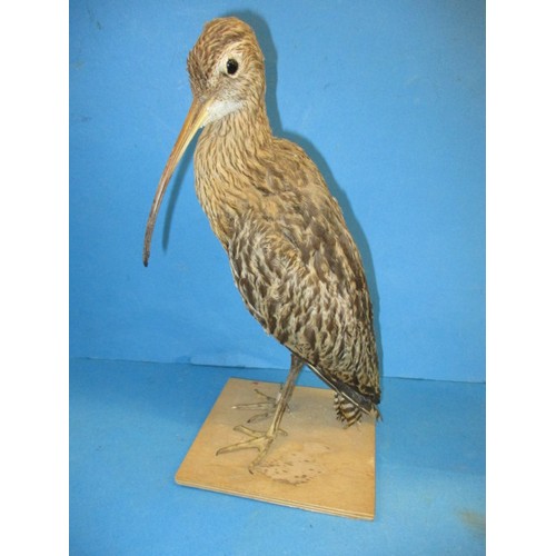 267 - A vintage taxidermy Curlew mounted on wood base, The work of taxidermist John Brunt, in good vintage... 