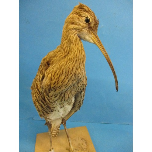 267 - A vintage taxidermy Curlew mounted on wood base, The work of taxidermist John Brunt, in good vintage... 