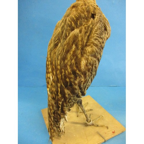 267 - A vintage taxidermy Curlew mounted on wood base, The work of taxidermist John Brunt, in good vintage... 