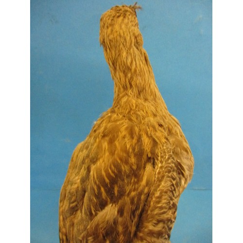 267 - A vintage taxidermy Curlew mounted on wood base, The work of taxidermist John Brunt, in good vintage... 