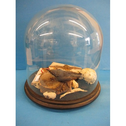 268 - A taxidermy montage under glass dome. The work of taxidermist John Brunt, in good vintage condition ... 