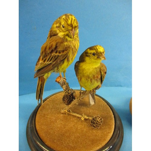 269 - 4 pieces of vintage taxidermy, by taxidermist John Brunt, in good vintage condition with dust and ge... 