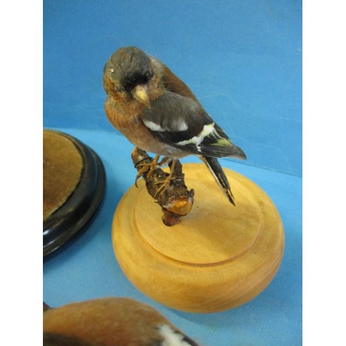 269 - 4 pieces of vintage taxidermy, by taxidermist John Brunt, in good vintage condition with dust and ge... 