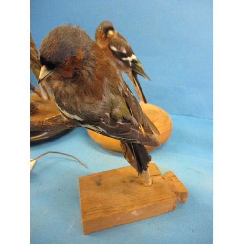 269 - 4 pieces of vintage taxidermy, by taxidermist John Brunt, in good vintage condition with dust and ge... 