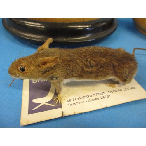 269 - 4 pieces of vintage taxidermy, by taxidermist John Brunt, in good vintage condition with dust and ge... 