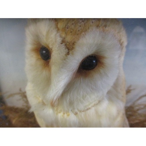 270 - An Edwardian taxidermy barn owl in original glazed case, approx. case size W 34cm D 15cm H 40cm, lef... 