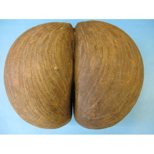 279 - An early 20th century coco de mer (Lodoicea)  pod, in unpolished condition