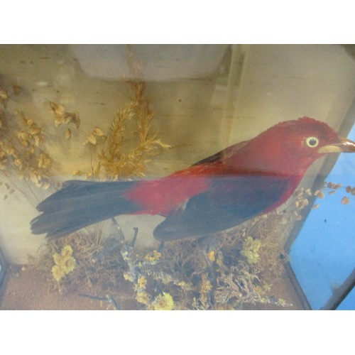 271 - An early 20th century taxidermy Scarlet tanager? Mounted on natural habitat in glazed case, approx. ... 