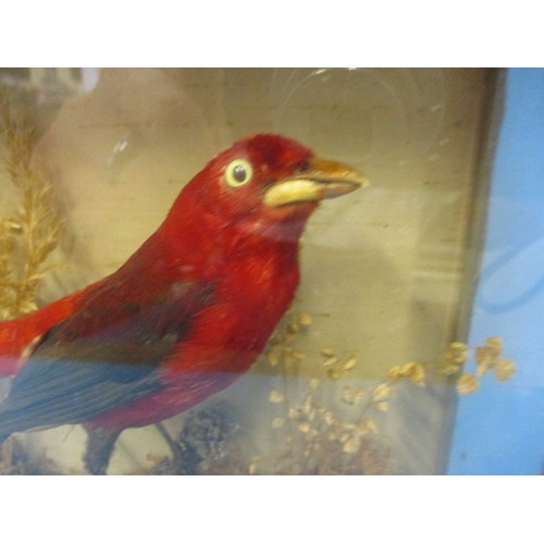 271 - An early 20th century taxidermy Scarlet tanager? Mounted on natural habitat in glazed case, approx. ... 