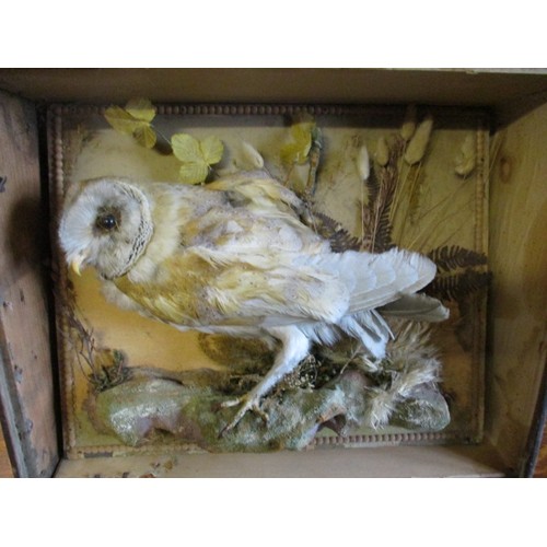 200 - A late 19th early 20th century taxidermy owl with naturalistic background, in original case which ha... 