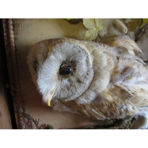 200 - A late 19th early 20th century taxidermy owl with naturalistic background, in original case which ha... 