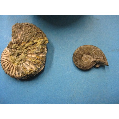 198 - A collection of ammonites of various sizes all collected from a gravel pit at Heath & Reach nr Leigh... 