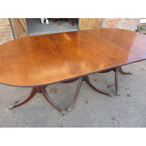 313 - A large pedestal mahogany 3-part dining table with extra leaf. On sabre leg pedestals with brass cas... 