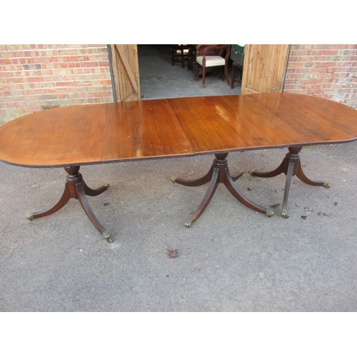 313 - A large pedestal mahogany 3-part dining table with extra leaf. On sabre leg pedestals with brass cas... 