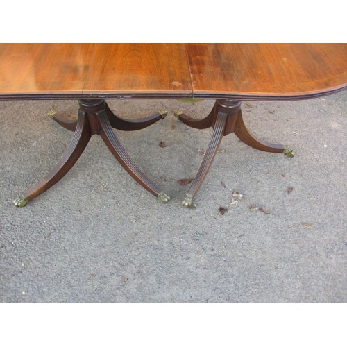 313 - A large pedestal mahogany 3-part dining table with extra leaf. On sabre leg pedestals with brass cas... 