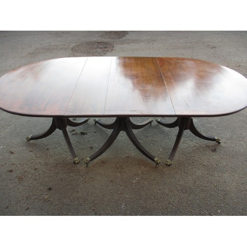 313 - A large pedestal mahogany 3-part dining table with extra leaf. On sabre leg pedestals with brass cas... 