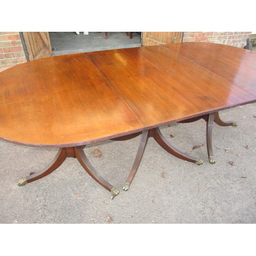 313 - A large pedestal mahogany 3-part dining table with extra leaf. On sabre leg pedestals with brass cas... 