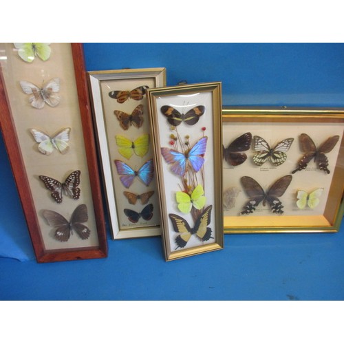 71 - A selection of framed butterflies, all in good pre-owned condition with no observed damage