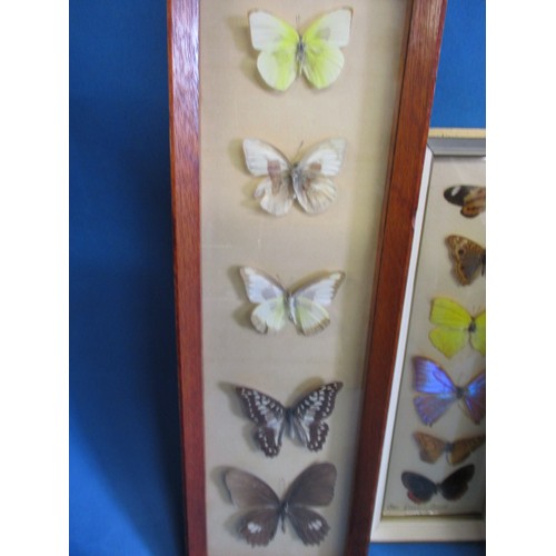 71 - A selection of framed butterflies, all in good pre-owned condition with no observed damage