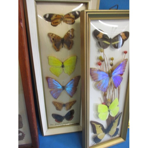 71 - A selection of framed butterflies, all in good pre-owned condition with no observed damage