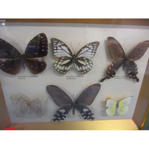 71 - A selection of framed butterflies, all in good pre-owned condition with no observed damage