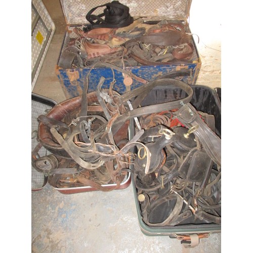 A large quantity of antique and later horse harnesses, various sizes and types, all in used condition