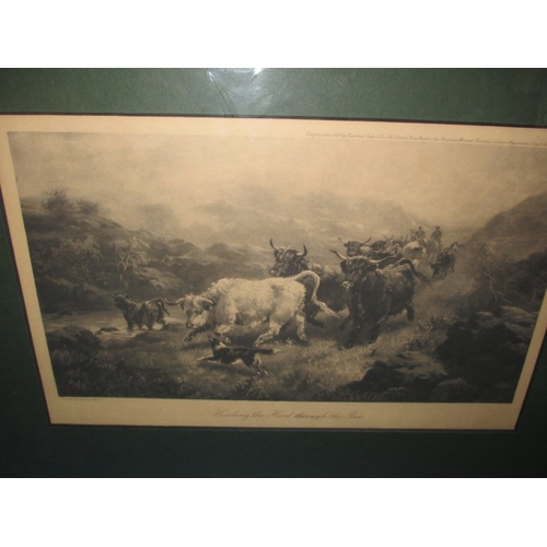 65 - Two Edwardian prints of highland cattle , in later frames, each approx. 43x31cm