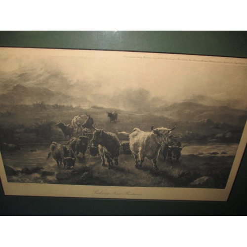 65 - Two Edwardian prints of highland cattle , in later frames, each approx. 43x31cm