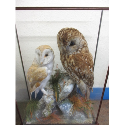 335 - Vintage taxidermy barn and Tawny owls in glaze case on naturalistic rock form base, in good pre-owne... 