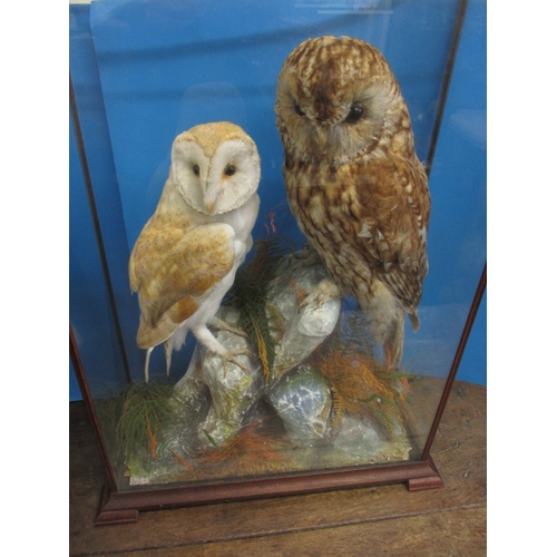 335 - Vintage taxidermy barn and Tawny owls in glaze case on naturalistic rock form base, in good pre-owne... 