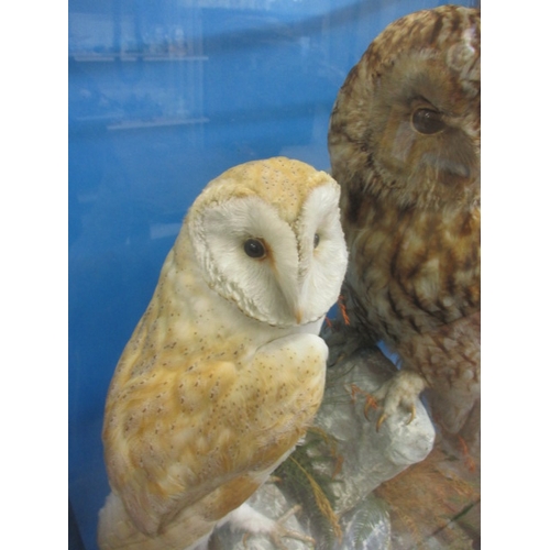 335 - Vintage taxidermy barn and Tawny owls in glaze case on naturalistic rock form base, in good pre-owne... 