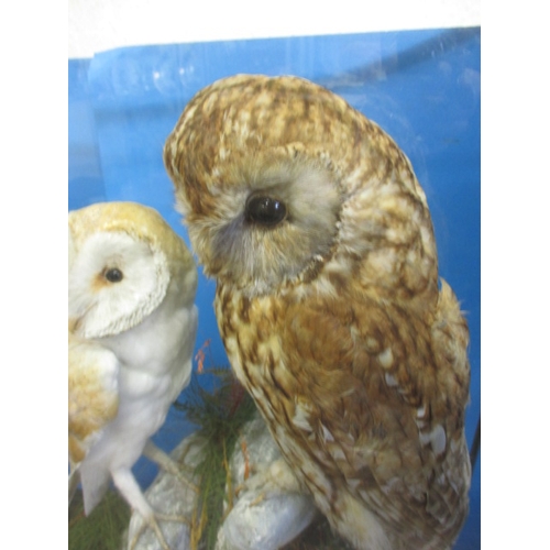 335 - Vintage taxidermy barn and Tawny owls in glaze case on naturalistic rock form base, in good pre-owne... 