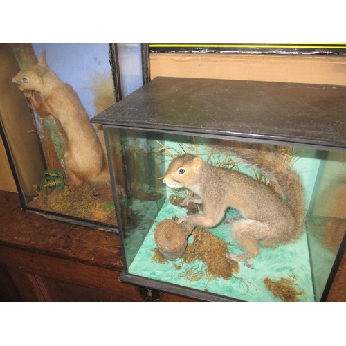 Two vintage taxidermy squirrels, each in glazed display cases with naturalistic backgrounds, approx. sizes; red squirrel 36x27x11cm, grey squirrel 30x27x22cm, in used condition with general age-related marks