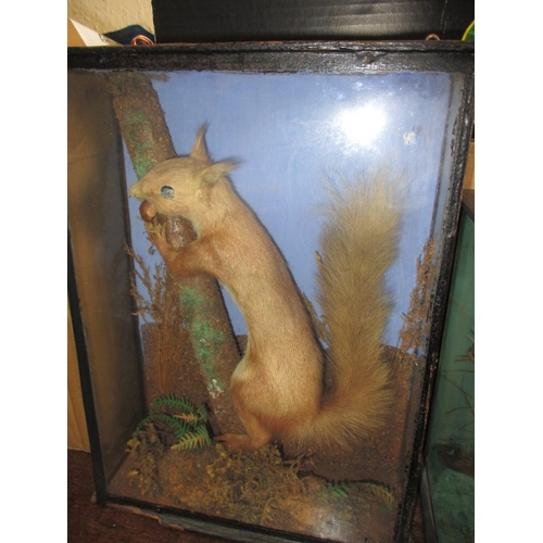 336 - Two vintage taxidermy squirrels, each in glazed display cases with naturalistic backgrounds, approx.... 