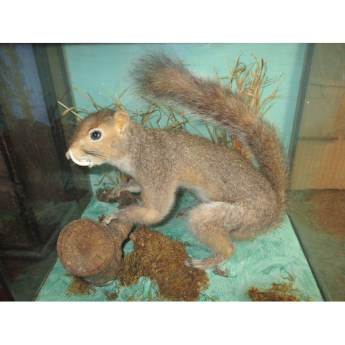 336 - Two vintage taxidermy squirrels, each in glazed display cases with naturalistic backgrounds, approx.... 