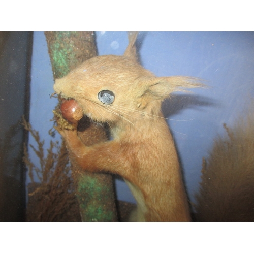 336 - Two vintage taxidermy squirrels, each in glazed display cases with naturalistic backgrounds, approx.... 