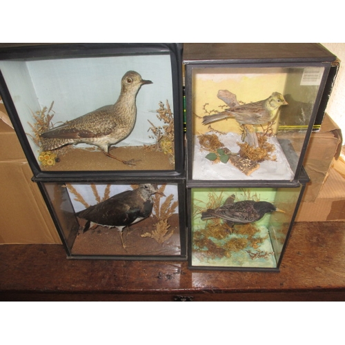 337 - Four vintage taxidermy birds, all in glazed display cases with naturalistic backgrounds, to include ... 