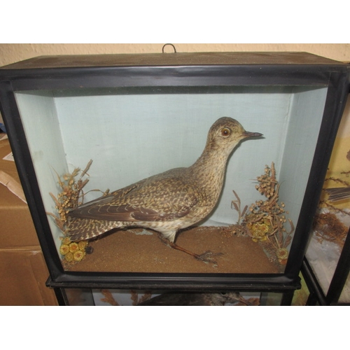 337 - Four vintage taxidermy birds, all in glazed display cases with naturalistic backgrounds, to include ... 