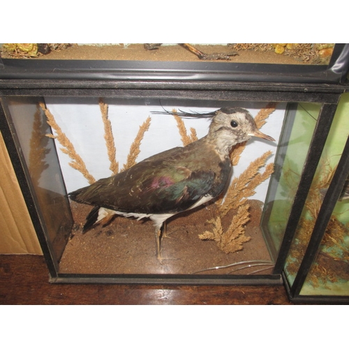 337 - Four vintage taxidermy birds, all in glazed display cases with naturalistic backgrounds, to include ... 