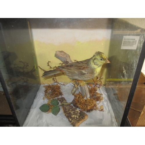 337 - Four vintage taxidermy birds, all in glazed display cases with naturalistic backgrounds, to include ... 