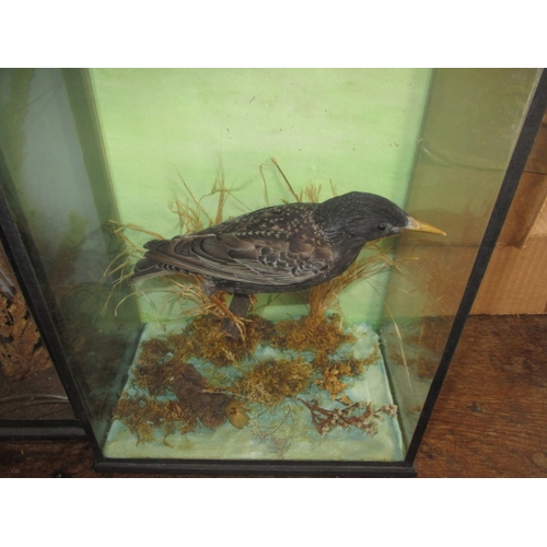 337 - Four vintage taxidermy birds, all in glazed display cases with naturalistic backgrounds, to include ... 